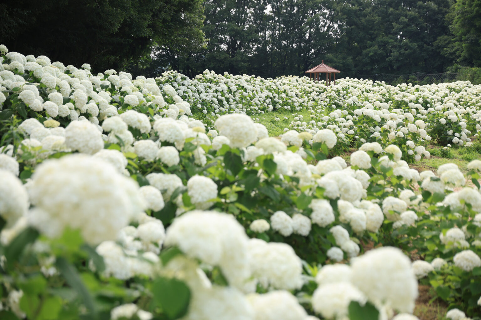 【イベント告知】初夏の花を楽しむイベント「あじさいとタチアオイの丘」が開催中 – デジカメ Watch 【イベント告知】初夏の花を楽しむイベント「あじさいとタチアオイの丘」が開催中 - デジカメ Watch