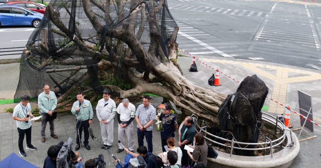 倒木ガジュマル再生へ 沖縄市・胡屋十字路、台風6号被害 移植、回復後また現地に 倒木ガジュマル再生へ 沖縄市・胡屋十字路、台風6号被害 移植、回復後また現地に
