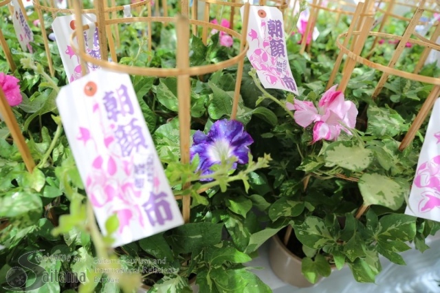 第30回人形のまち岩槻 朝顔市(EventBank プレス)|dメニューニュース(NTTドコモ) 第30回人形のまち岩槻 朝顔市