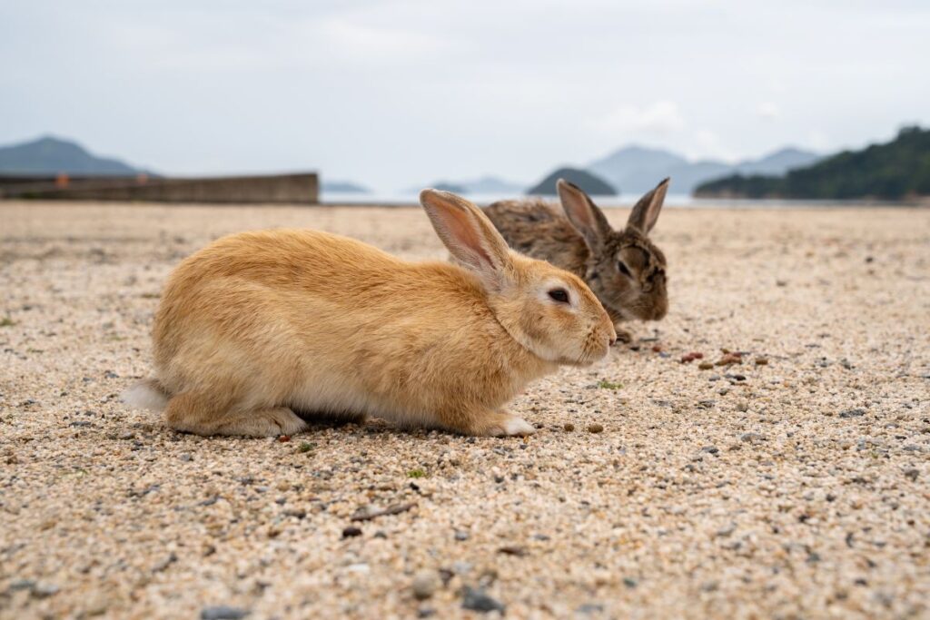 【広島県】足元にすっぽり「ウサギの楽園」での癒し体験に羨望の声 「可愛いは最強」 | LIMO | くらしとお金の経済メディア 【広島県】足元にすっぽり「ウサギの楽園」での癒し体験に羨望の声 「可愛いは最強」 | LIMO | くらしとお金の経済メディア