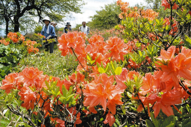 朱色鮮やか レンゲツツジ満開 長野県塩尻市の高ボッチ高原で見ごろ(中日新聞Web)|dメニューニュース(NTTドコモ) 朱色鮮やか レンゲツツジ満開 長野県塩尻市の高ボッチ高原で見ごろ