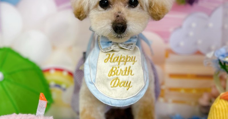 (( 2026.06.15 )).本日ご来店のモデルくん🐶🐾今月14歳のお誕生日だそうです🎉🚙🩵　Happy Birthday 🩵🚙...（2026.06.15）