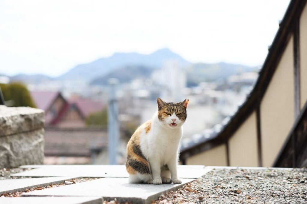 【優しさの街】広島県の果物店で寝転がる猫 まったりくつろぐ様子に「こんな景色に出くわしたい」 | LIMO | くらしとお金の経済メディア 【優しさの街】広島県の果物店で寝転がる猫 まったりくつろぐ様子に「こんな景色に出くわしたい」 | LIMO | くらしとお金の経済メディア