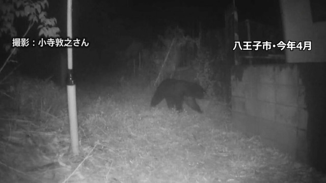 東京都がツキノワグマの狩猟解禁へ 来年度から 解禁は約20年ぶり クマ検知AIなど民間技術活用などクマ対策に注力 議会答弁で表明(TBS NEWS DIG)|dメニューニュース(NTTドコモ) 東京都がツキノワグマの狩猟解禁へ 来年度から 解禁は約20年ぶり クマ検知AIなど民間技術活用などクマ対策に注力 議会答弁で表明