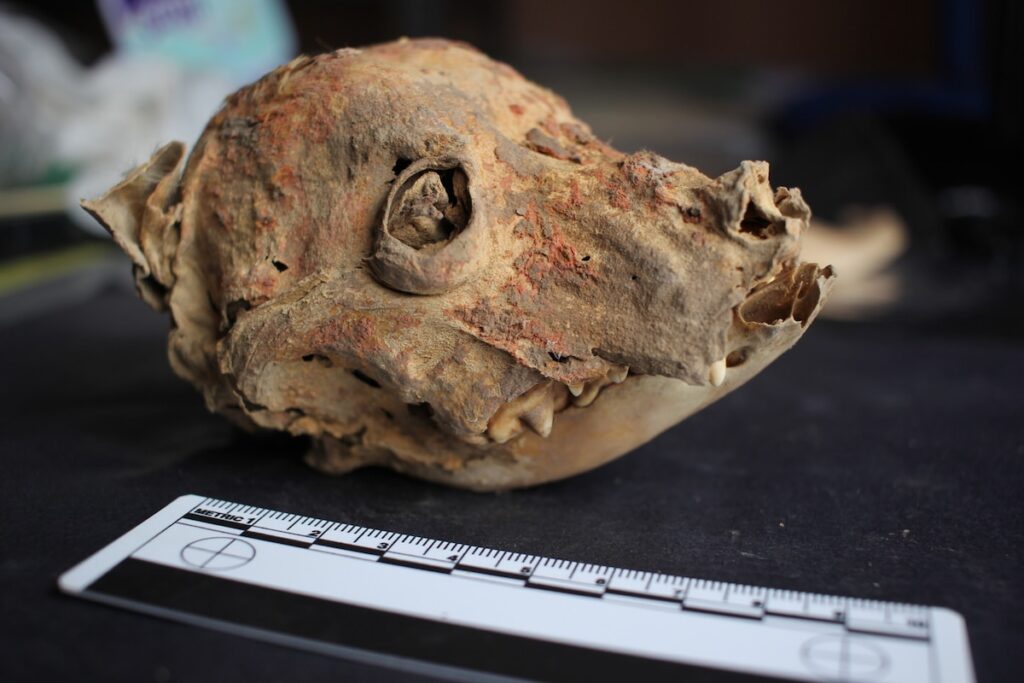 古代アンデスの墓で犬のミイラを発見、頭には赤色の顔料、なぜ? | ナショナル ジオグラフィック日本版サイト 古代アンデスの墓で犬のミイラを発見、頭には赤色の顔料、なぜ? | ナショナル ジオグラフィック日本版サイト