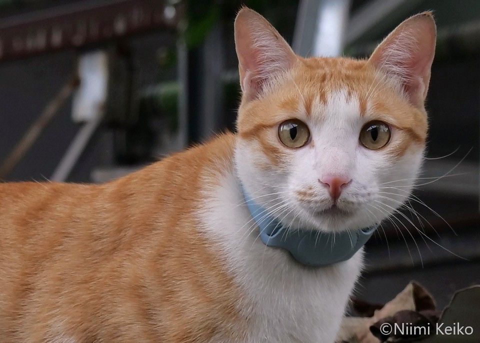 「ここから出してよぉ」鳴いて助けを求める台湾・羅東(ルオドン)の猫、さっき自分で入ったんだから出られます(1/5) | JBpress (ジェイビープレス) 「ここから出してよぉ」鳴いて助けを求める台湾・羅東(ルオドン)の猫、さっき自分で入ったんだから出られます(1/5) | JBpress (ジェイビープレス)