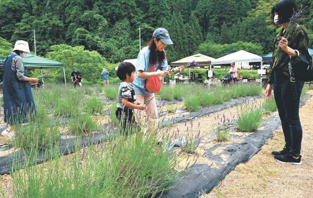 ラベンダー摘み 香り満喫 富山県氷見市のフローリアひなたの花畑にぎわう(北日本新聞)|dメニューニュース(NTTドコモ) ラベンダー摘み 香り満喫 富山県氷見市のフローリアひなたの花畑にぎわう