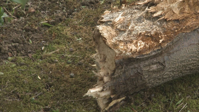 金沢で最大瞬間風速25.5ｍ 石川県内「強風で倒木や停電相次ぐ」