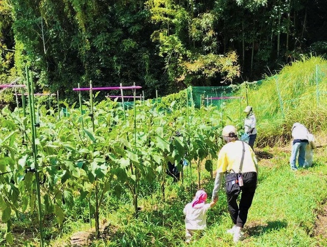 奈良さとやまSUMMERキャンペーン2026 季節の野菜収穫体験・想像スケッチ＆ブルーベリーアイス