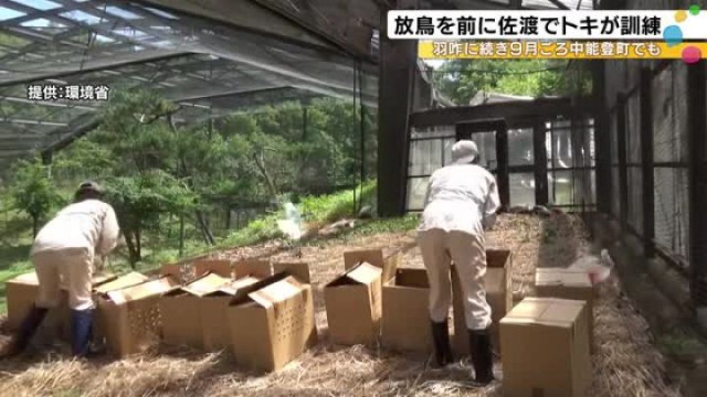 約3カ月後に石川県内に移送へ…トキの放鳥に向けた訓練が施設で始まる 9月頃に中能登町で放たれる12羽