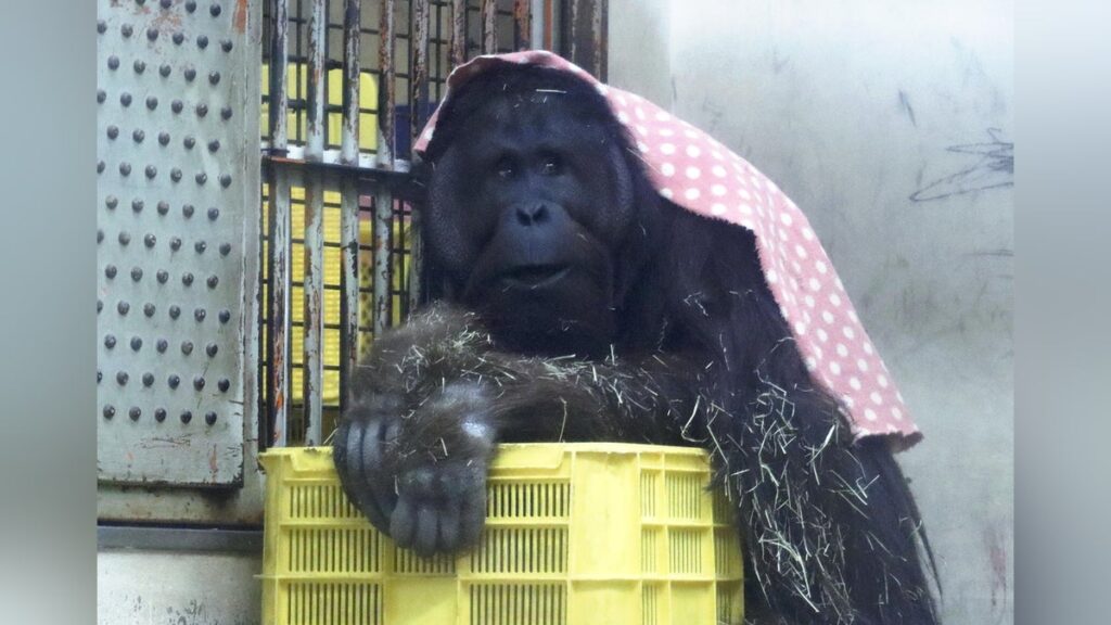 愛媛県 砥部町 とべ動物園 ボルネオ オランウータン ジェニファー ハヤト の繁殖目指すCF、当初目標額の３倍近い２９０４万円集まる : 読売新聞
