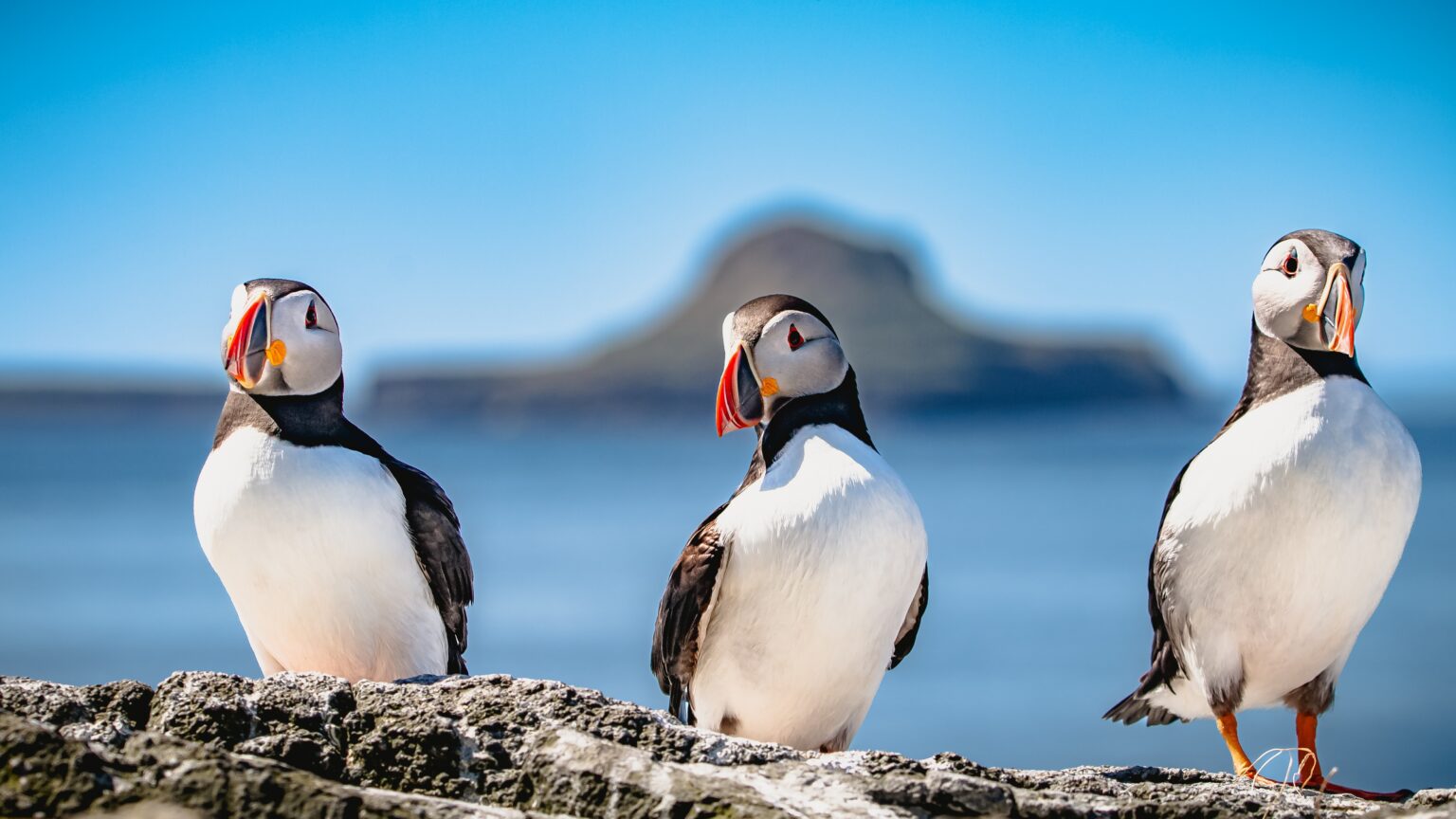 将来の英国紙幣に登場するために、18種の動物、鳥類、昆虫が最終候補に選ばれました - - Gamereactor