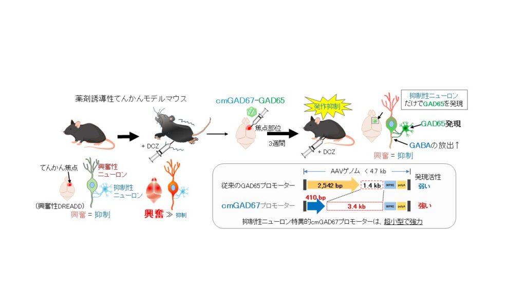 【プレスリリース】 難治性てんかんに対する新たな遺伝子治療法を開発 ― 抑制性ニューロンを狙う超小型GAD67プロモーターを創出 ―