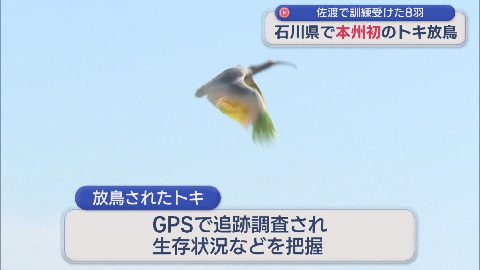 本州最後の生息地だった石川県で半世紀ぶり トキ8羽が大空へ「野生復帰にとって新しい第一歩」【新潟】(UX新潟テレビ21) – Yahoo!ニュース 本州最後の生息地だった石川県で半世紀ぶり トキ8羽が大空へ「野生復帰にとって新しい第一歩」【新潟】(UX新潟テレビ21) - Yahoo!ニュース