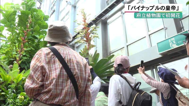 「パイナップルの皇帝」 京都府立植物園で初開花（KBS京都（京都放送）） - Yahoo!ニュース