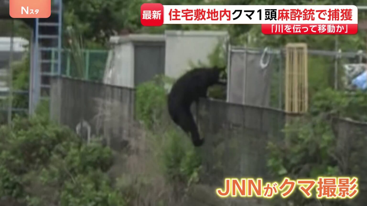 クマの目撃相次いでいた栃木・宇都宮市で1頭捕獲　住宅街に逃げ込み…麻酔銃使って捕獲　フェンスよじ登る姿も（TBS NEWS DIG Powered by JNN）