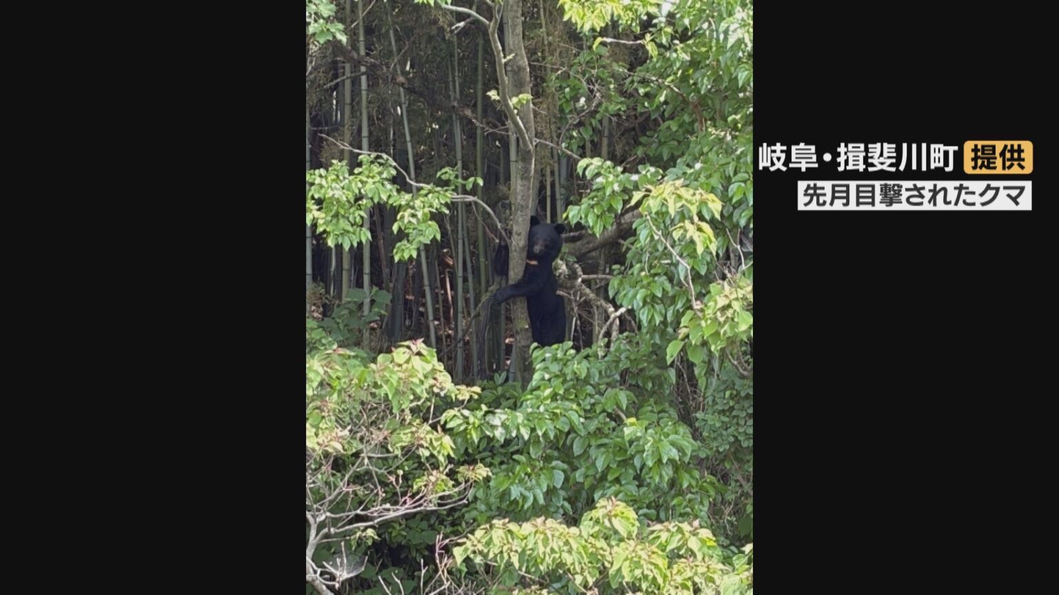 相次ぐクマの出没 岐阜県が石川県など県境を越えて対策協議 “地域を越えた連携深め実効性ある対策を”(CBCテレビ) – Yahoo!ニュース 相次ぐクマの出没 岐阜県が石川県など県境を越えて対策協議 “地域を越えた連携深め実効性ある対策を”(CBCテレビ) - Yahoo!ニュース