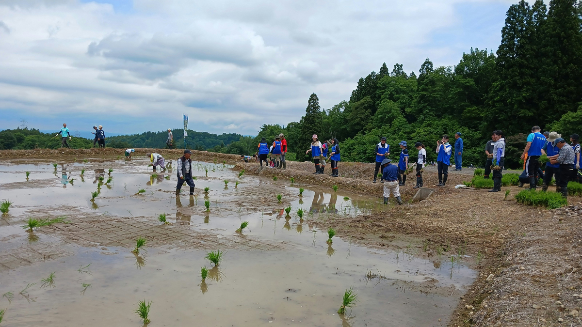 ヤマタネ/新潟県十日町市の棚田で田植え活動、社員23名参加 20260609yamatane01 - ヤマタネ/新潟県十日町市の棚田で田植え活動、社員23名参加