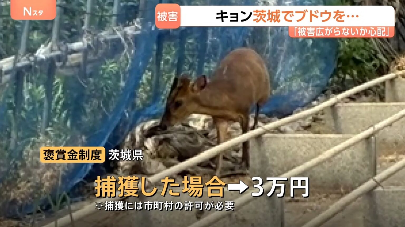 「やめろやめろ!」キョンがブドウをムシャムシャ 茨城でも農作物被害 茨城に定着すると本州全域に定着のおそれも(TBS NEWS DIG Powered by JNN) 「やめろやめろ!」キョンがブドウをムシャムシャ 茨城でも農作物被害 茨城に定着すると本州全域に定着のおそれも(TBS NEWS DIG Powered by JNN)