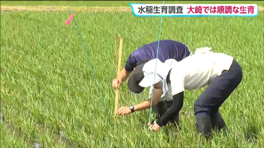 田植え後初となるイネの生育調査を実施 平年並みの育ちを確認し今後10日おきに調査 宮城・大崎市(tbc東北放送) – Yahoo!ニュース 田植え後初となるイネの生育調査を実施 平年並みの育ちを確認し今後10日おきに調査 宮城・大崎市(tbc東北放送) - Yahoo!ニュース