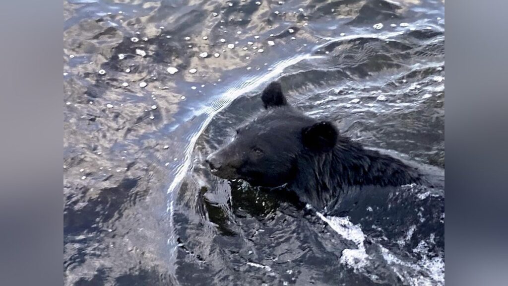 日本三景・天橋立にクマが出没するも麻酔銃で確保…「走って行った」と通行人が110番、目撃男性は「ついに現れたか」という思い – 読売新聞 日本三景・天橋立にクマが出没するも麻酔銃で確保…「走って行った」と通行人が110番、目撃男性は「ついに現れたか」という思い - 読売新聞
