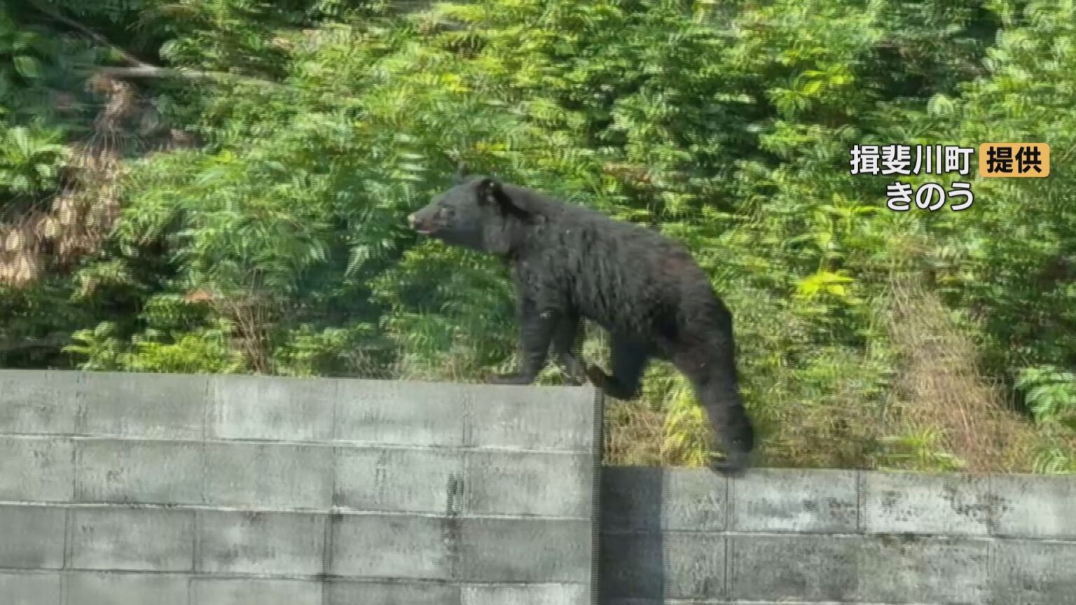 「クマが道路を渡った」 小学校から約500mの交差点近く ブロック塀の上を悠然と歩く姿も…体長1mほどの成獣か 岐阜・揖斐川町(CBCテレビ) – Yahoo!ニュース 「クマが道路を渡った」 小学校から約500mの交差点近く ブロック塀の上を悠然と歩く姿も…体長1mほどの成獣か 岐阜・揖斐川町(CBCテレビ) - Yahoo!ニュース