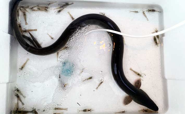 ウナギ釣り釣果レポート:河川の橋ゲタ周りを狙って本命3匹キャッチ成功【筏川・愛知】 | TSURINEWS ウナギ釣り釣果レポート:河川の橋ゲタ周りを狙って本命3匹キャッチ成功【筏川・愛知】