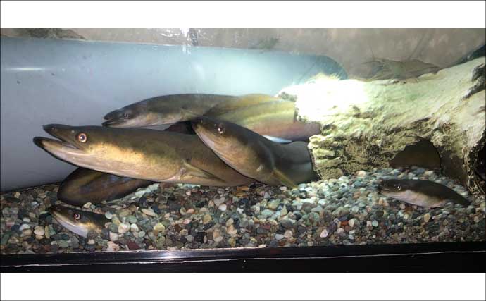 ウナギ釣り釣果レポート：河川の橋ゲタ周りを狙って本命3匹キャッチ成功【筏川・愛知】