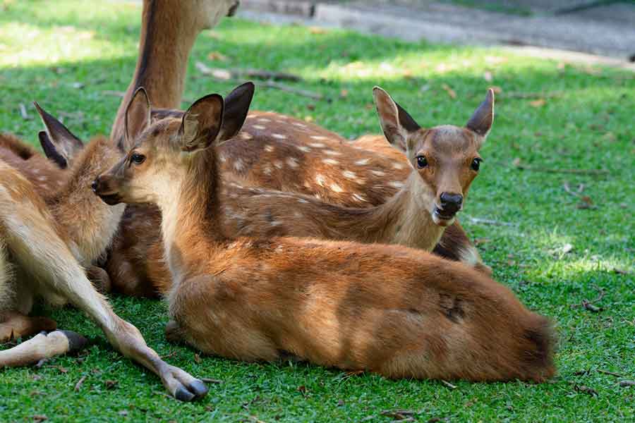 奈良公園のシカ（写真はイメージ）【写真：写真AC】