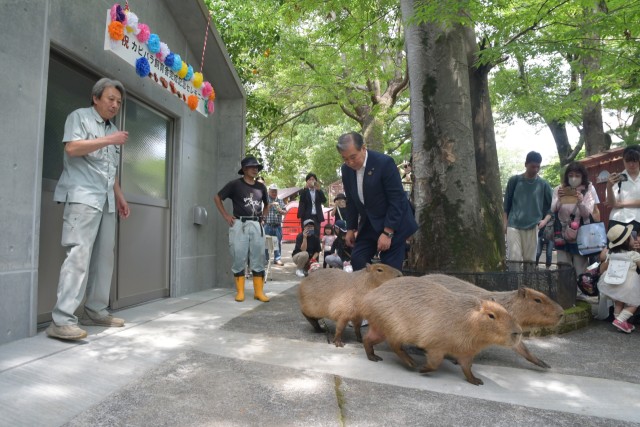 楽寿園にカピバラ飼育舎完成 愛好家が寄付1千万円―三島 / 伊豆新聞デジタル 楽寿園にカピバラ飼育舎完成 愛好家が寄付1千万円―三島 / 伊豆新聞デジタル