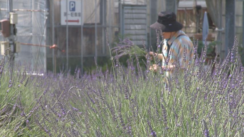 初夏を告げるラベンダーが富山市のハーブファームで見ごろ 香水用に花の摘み取りも行われる(チューリップテレビ) – Yahoo!ニュース 初夏を告げるラベンダーが富山市のハーブファームで見ごろ 香水用に花の摘み取りも行われる(チューリップテレビ) - Yahoo!ニュース