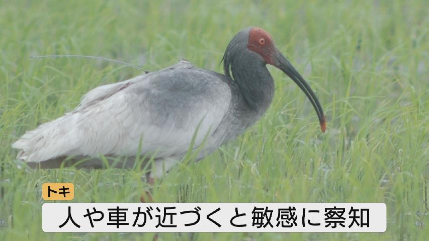 富山に飛来した特別天然記念物トキ 約80mの距離でも刺激与える可能性 「近づかず刺激しないで」(チューリップテレビ) – Yahoo!ニュース 富山に飛来した特別天然記念物トキ 約80mの距離でも刺激与える可能性 「近づかず刺激しないで」(チューリップテレビ) - Yahoo!ニュース