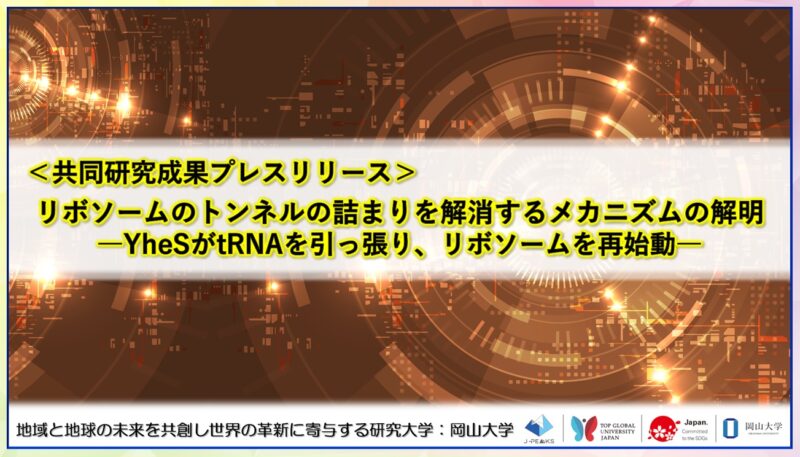 岡山大学 /リボソームのトンネルの詰まりを解消するメカニズムの解明 ――YheSがtRNAを引っ張り、リボソームを再始動――〔東京大学, 東京科学大学, 岡山大学, 科学技術振興機構〕 岡山大学 /リボソームのトンネルの詰まりを解消するメカニズムの解明 ――YheSがtRNAを引っ張り、リボソームを再始動――〔東京大学, 東京科学大学, 岡山大学, 科学技術振興機構〕