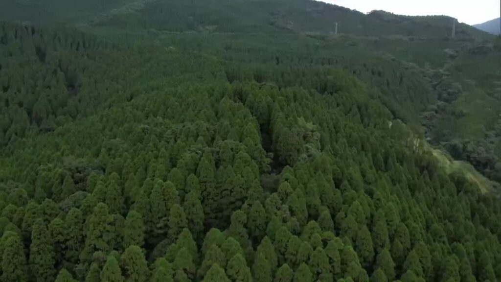 宮崎県のスギ丸太の生産量35年連続日本一 再造林率は全国3位(2026年6月18日掲載)|UMK NEWS NNN 共有