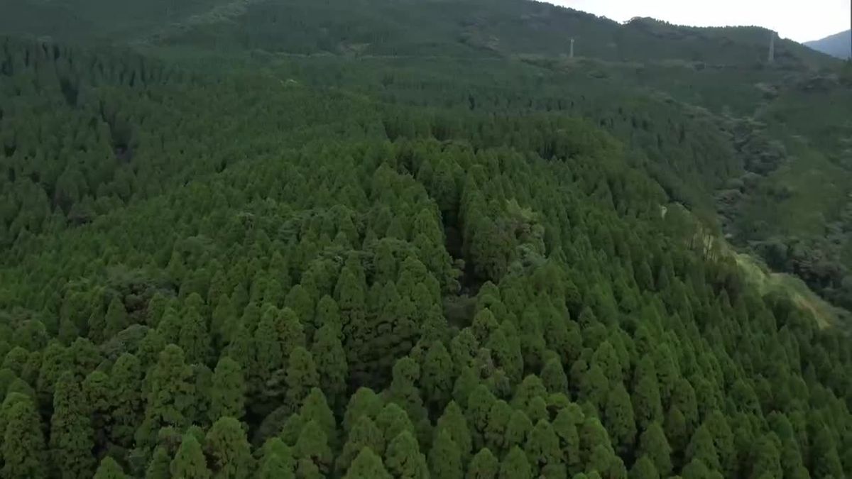 宮崎県のスギ丸太の生産量35年連続日本一 再造林率は全国3位
