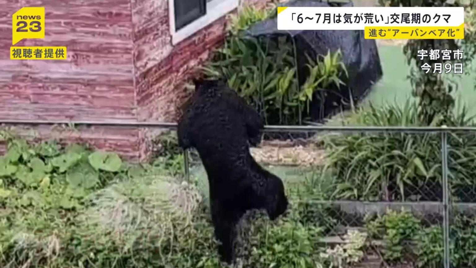 「6~7月は気が荒くなっている」進む“アーバンベア化” 石川・奈良・島根で人身被害 市街地に慣れたクマは行動に変化?【news23】(TBS NEWS DIG Powered by JNN) 「6~7月は気が荒くなっている」進む“アーバンベア化” 石川・奈良・島根で人身被害 市街地に慣れたクマは行動に変化?【news23】(TBS NEWS DIG Powered by JNN)