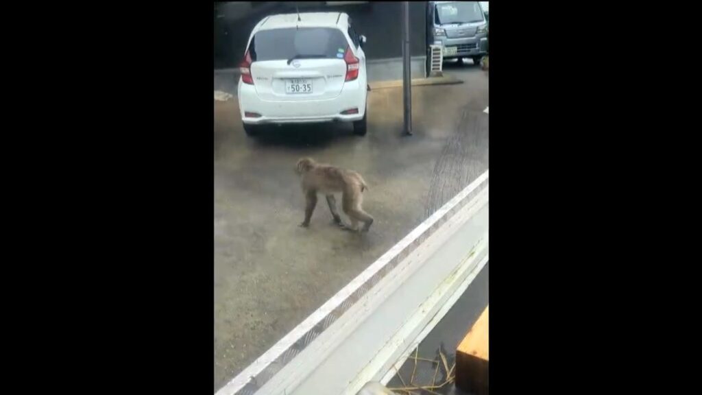 鹿児島県内でサル目撃相次ぐ 日置市→阿久根市→長島町 ネコ20匹が襲われたか 小学校に出没し教頭が運動会用ピストルで…(MBC南日本放送) – Yahoo!ニュース 鹿児島県内でサル目撃相次ぐ 日置市→阿久根市→長島町 ネコ20匹が襲われたか 小学校に出没し教頭が運動会用ピストルで…(MBC南日本放送) - Yahoo!ニュース
