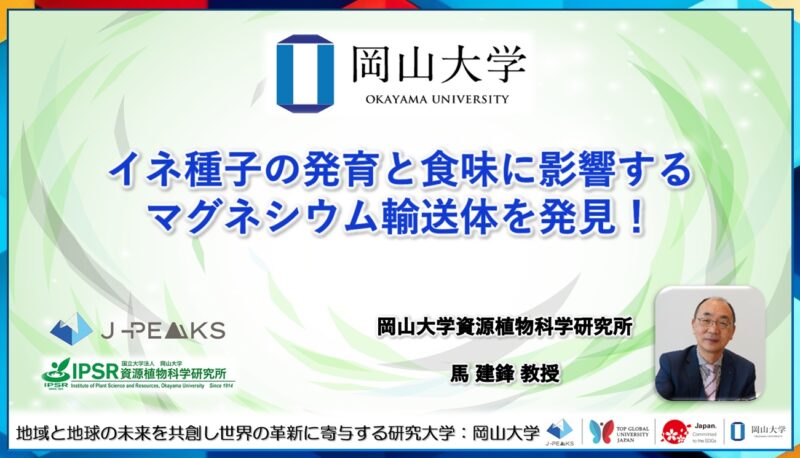 岡山大学 ／イネ種子の発育と食味に影響するマグネシウム輸送体を発見！ - 無料プレスリリース「PR-FREE」