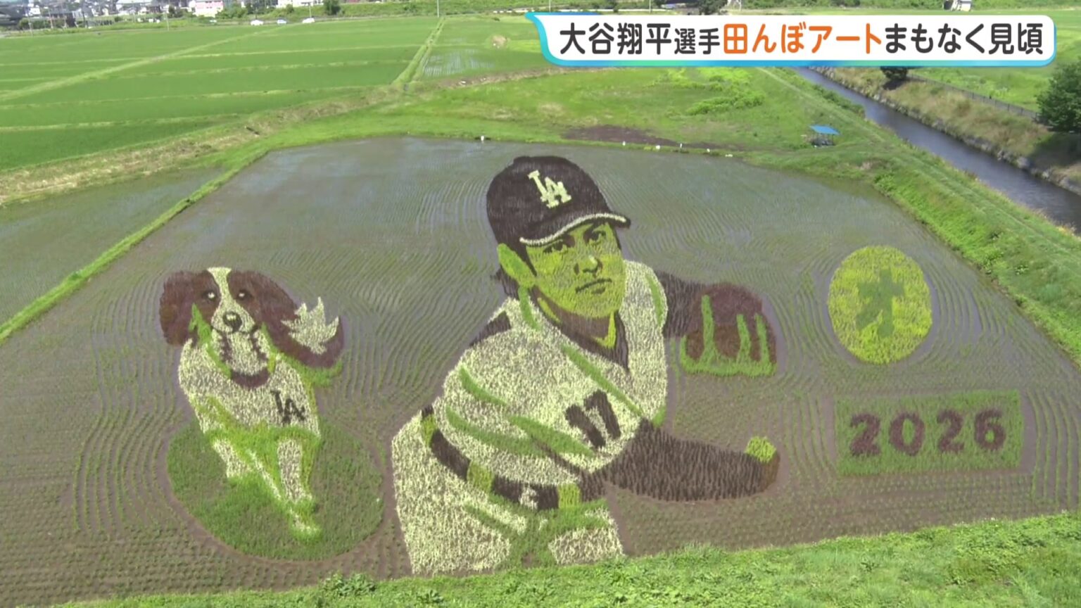 大谷翔平選手が投げる姿と愛犬デコピンが浮かびあがる　田んぼアートまもなく見ごろ　岩手・奥州市（TBS NEWS DIG Powered by JNN）