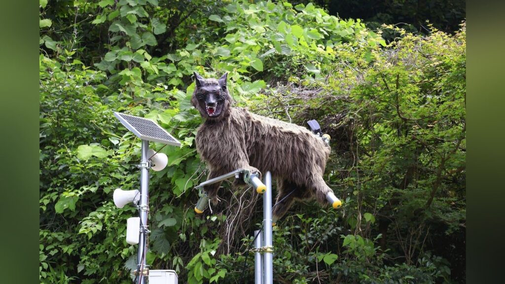 クマ目撃相次ぐ山間部のコンビニ、オオカミ型ロボで安全確保…大音量とまぶしい光で威嚇「モンスターウルフ」 - 読売新聞