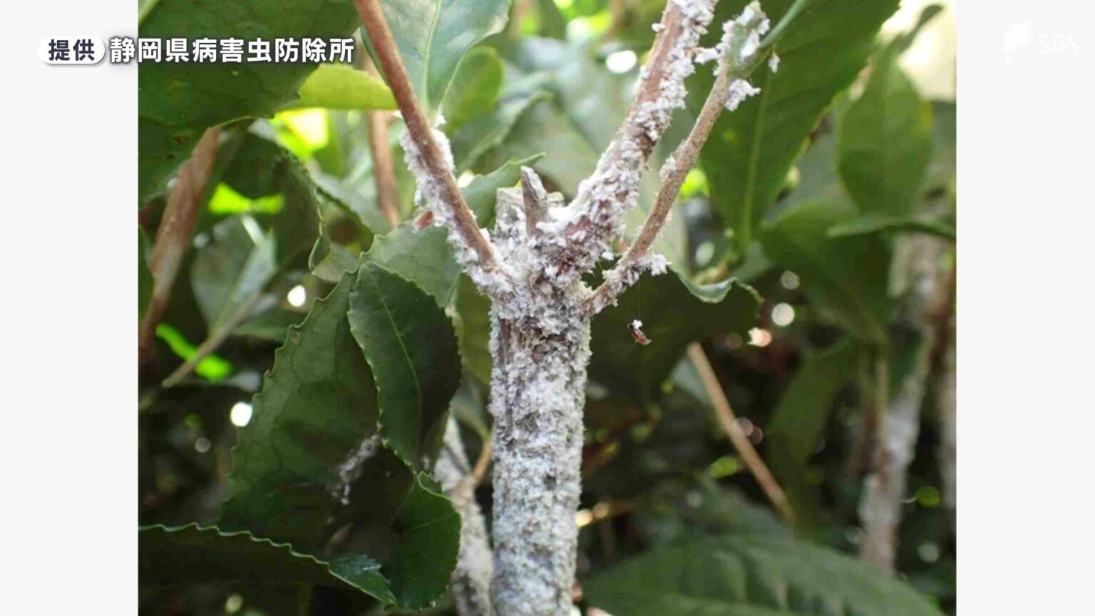 茶の天敵「クワシロカイガラムシ」19年ぶりの注意報発表 静岡県内全域で発生予想 生産者に徹底防除を呼びかけ=静岡県（静岡放送（SBS）） - Yahoo!ニュース