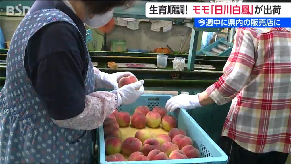 県内最大のモモの産地 白根地区で出荷始まる 今週中には店頭に　新潟（ＢＳＮ新潟放送） - Yahoo!ニュース