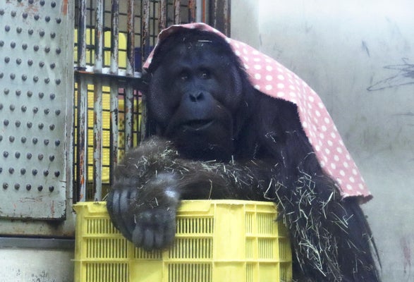ボルネオオランウータンの「ハヤト」（愛媛県砥部町で）