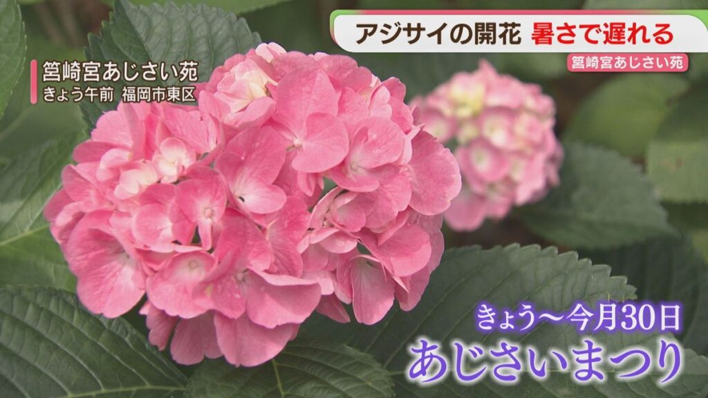 真夏日のアジサイ 季節外れの暑さは落ち着く見込み 福岡・筥崎宮(2026年6月1日掲載)|FBS NEWS NNN 共有