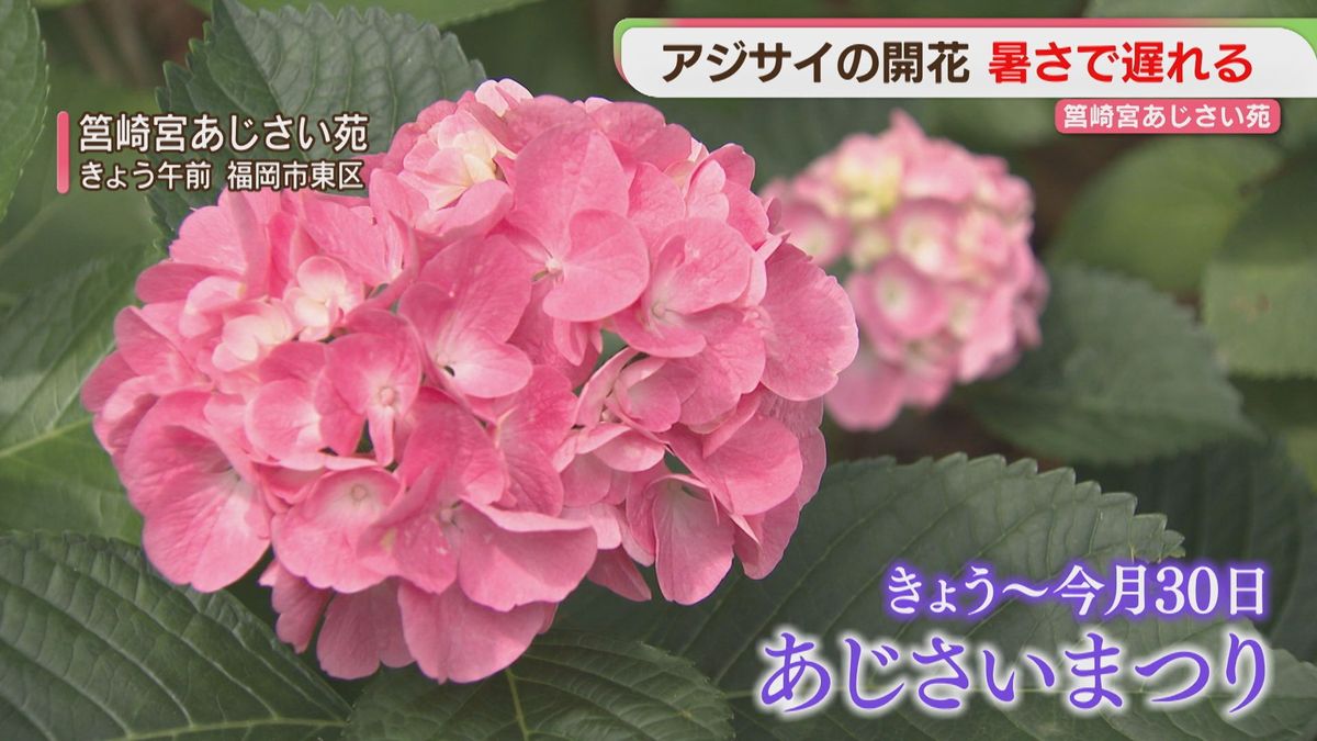 真夏日のアジサイ 季節外れの暑さは落ち着く見込み 福岡・筥崎宮