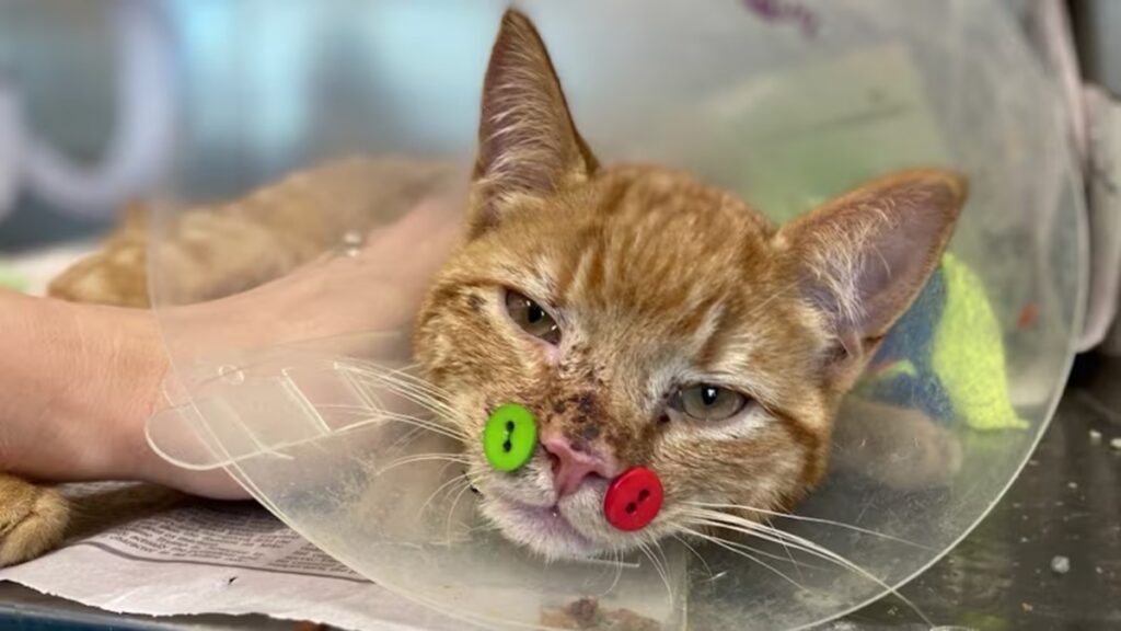 子猫の顔にボタン縫い付ける手術、犬に襲われ大けが負い　21年米国 - CNN.co.jp