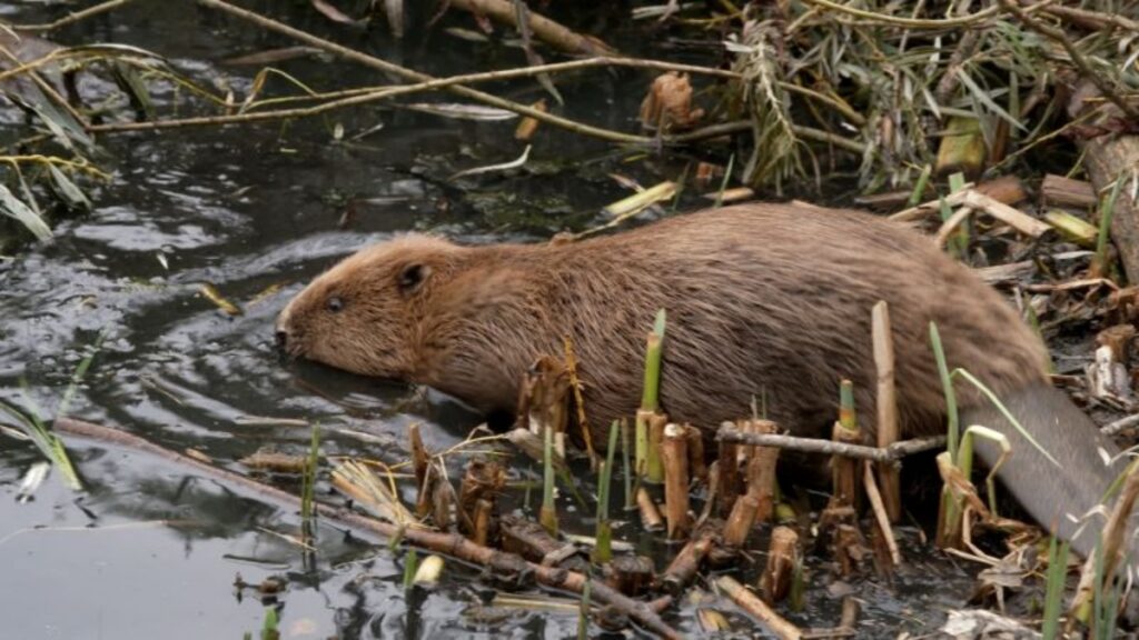 洪水被害に悩む英国都市、400年前に絶滅した動物が問題を解決(1/2) - CNN.co.jp