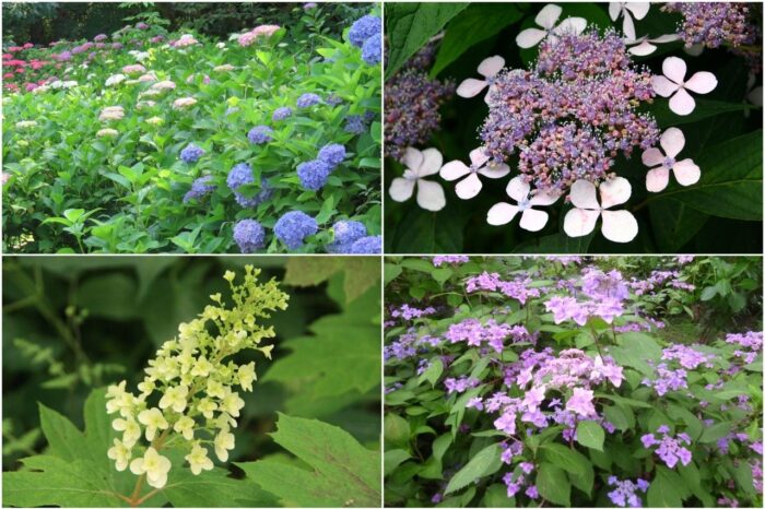 京都府立植物園