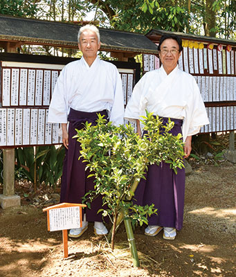 【和歌山】玉津島神社に〝右近の橘〟〜 ミカン発祥の地 橘本神社の苗木植樹 | ニュース和歌山