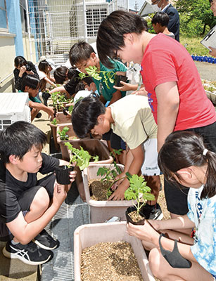 【和歌山】緑のカーテンで 温暖化防ごう 〜 野崎小で苗植えと環境授業 | ニュース和歌山